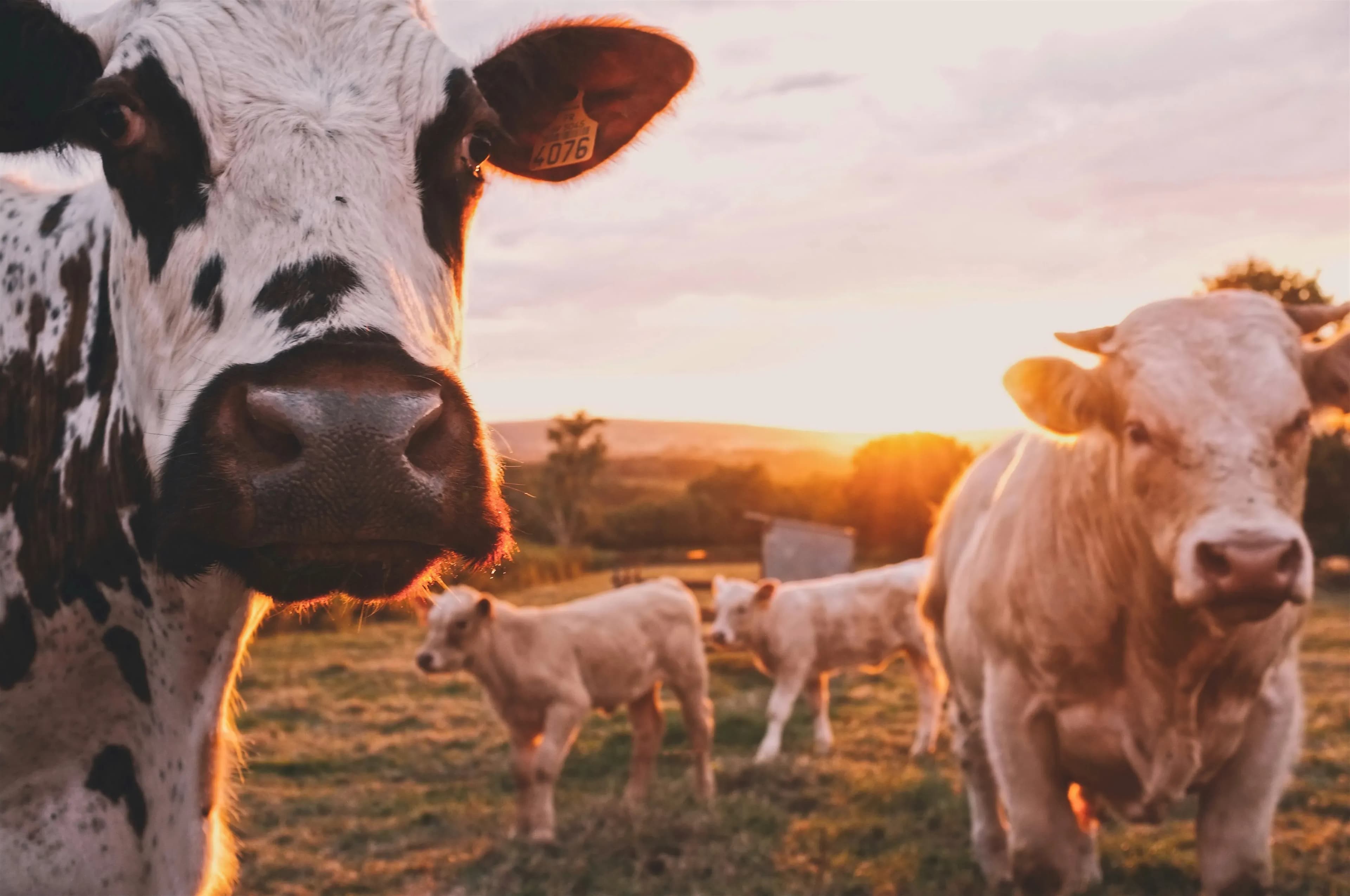 cows on the sunset